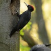 Datel černý - Dryocopus martius - Black Woodpecker 1957
